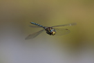 Aeshna juncea